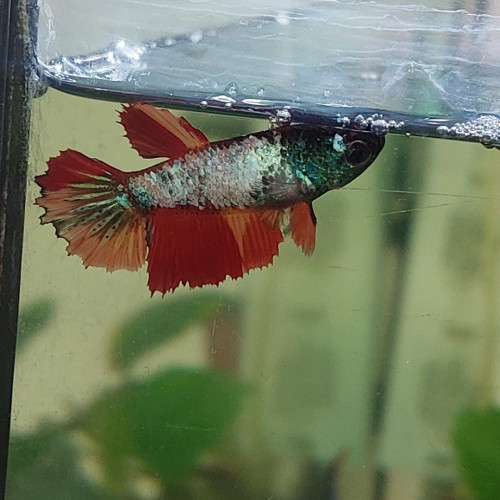 Bettas femelles half moon