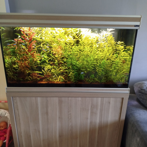donne/vends poissons, plantes voire l'aquarium