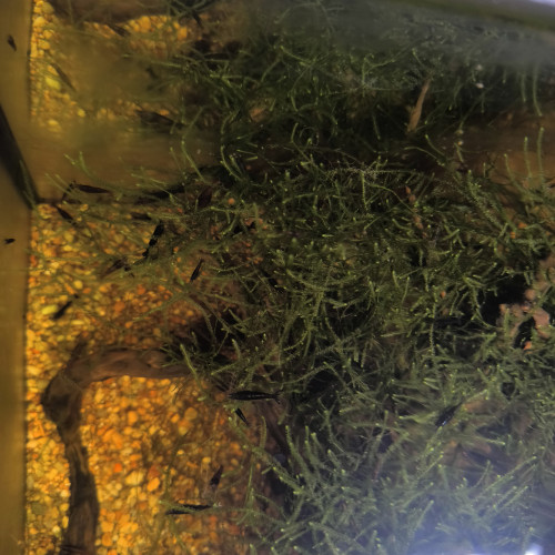 Crevette neocaridina black choco