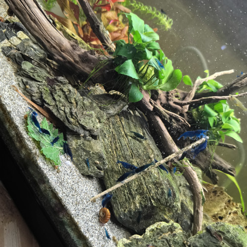 Neocaridina blue velvet