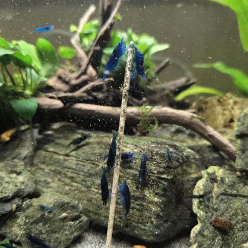 Neocaridina blue velvet