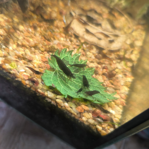 Crevette neocaridina black choco