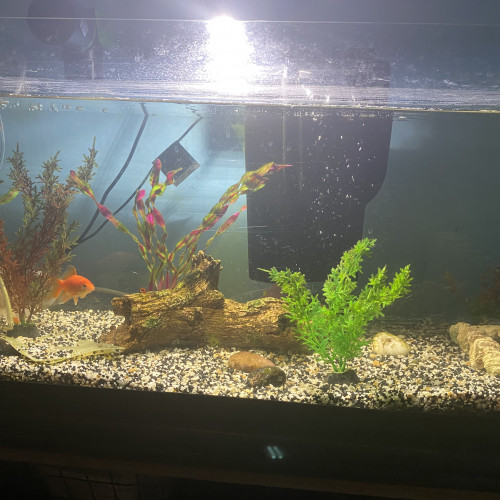 Aquarium complet plus poisson