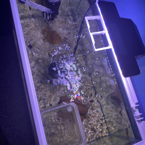 Aquarium complet et poissons