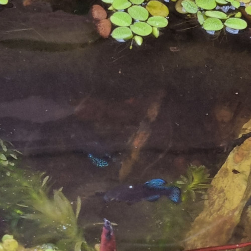 Paraphanius similis zengen