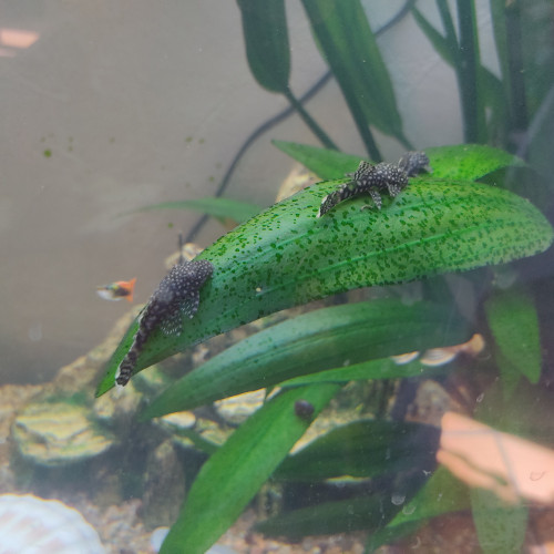 Ancistrus