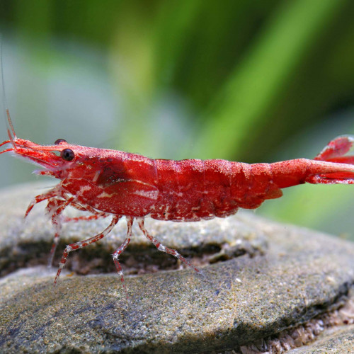 Neocaridina davidi red cherry