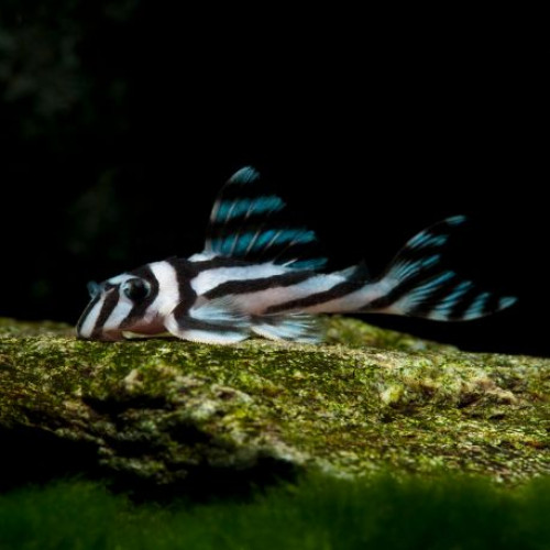 Recherche Hypancistrus zebra L046