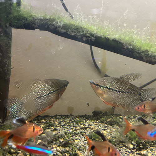 Donne gourami, corydoras, néon