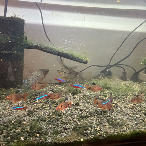 Donne gourami, corydoras, néon