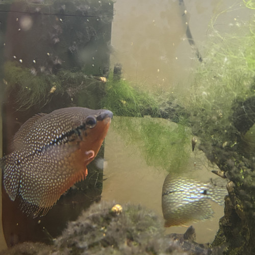Donne gourami, corydoras, néon