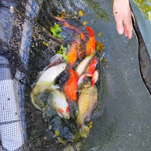 Donne poissons rouges de bassin