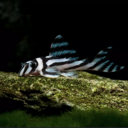 Hypancistrus zebra