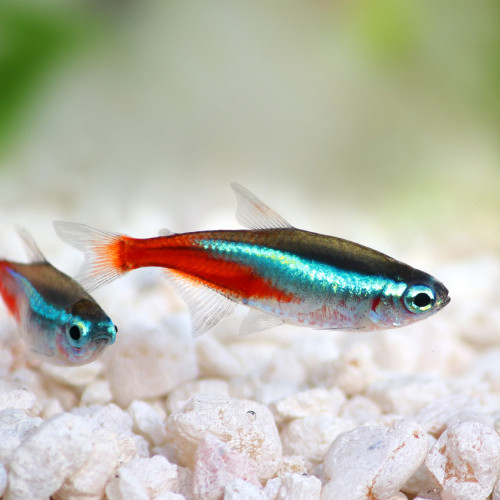 10 neons (Paracheirodon innesi)