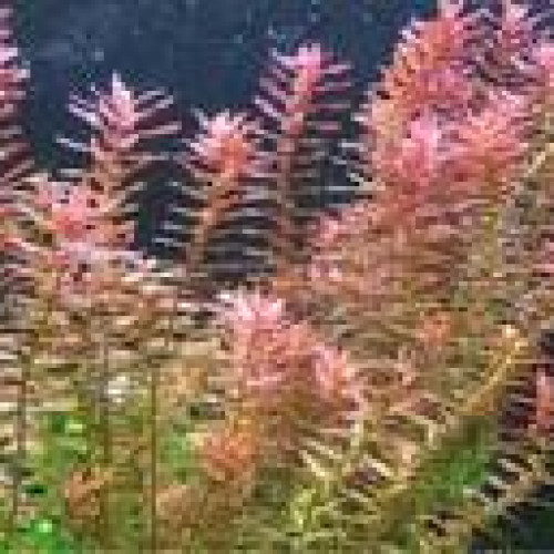 Rotala Rotundifolia