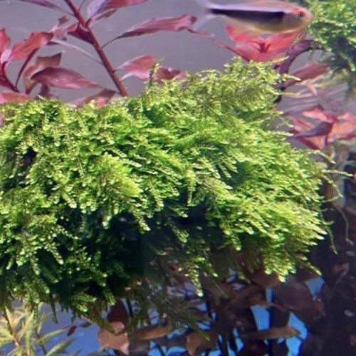 Taiwan Moss