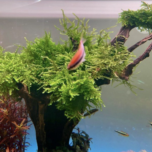 Taiwan Moss