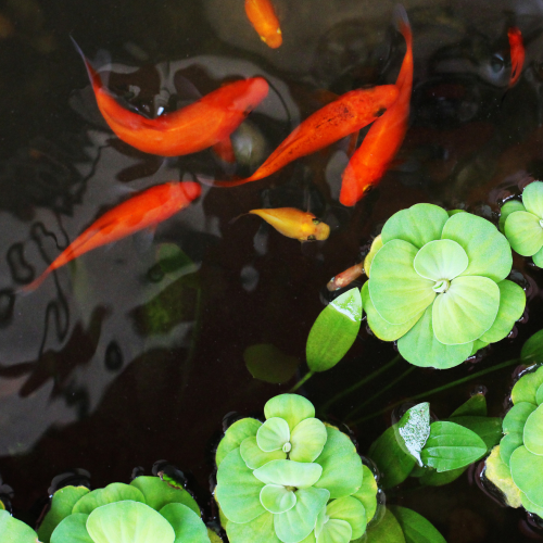Shubunkin,  poisson rouge bassin