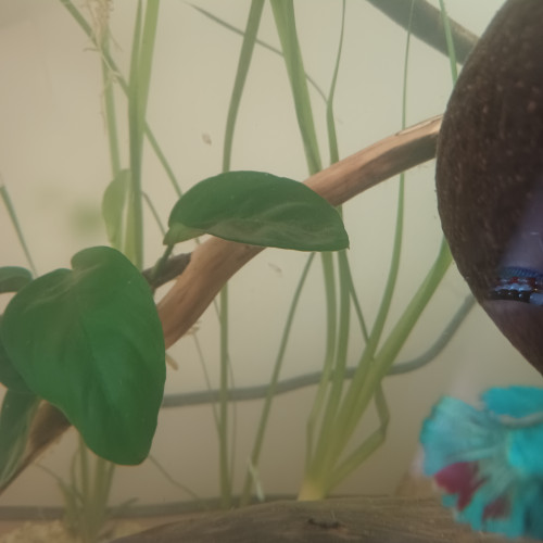 Vallisneria  à donner/échanger