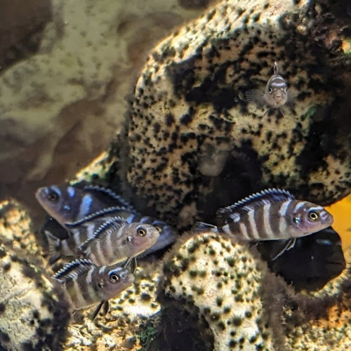Pseudotropheus Demasoni