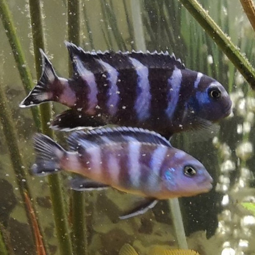 Pseudotropheus Demasoni