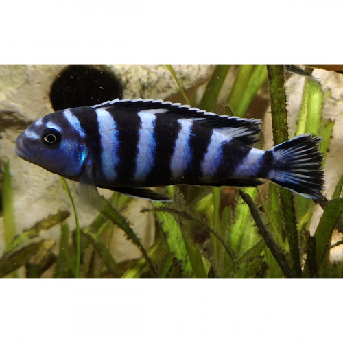 Pseudotropheus Demasoni