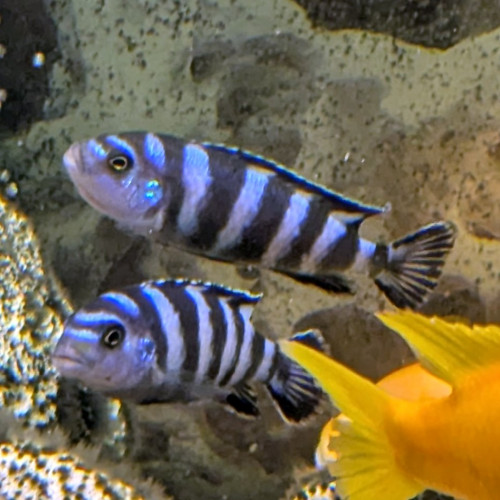 Pseudotropheus Demasoni