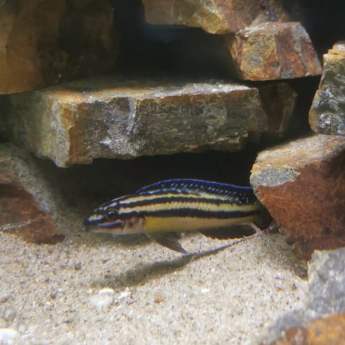 julidochromis marksmithi