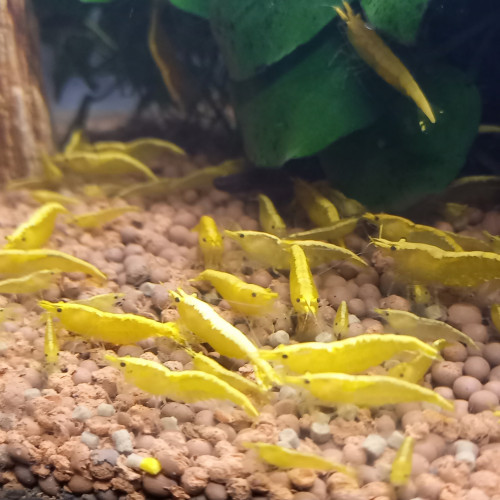 Crevette yellow néon