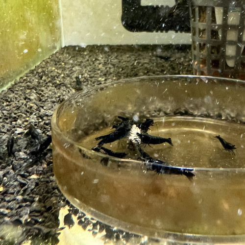 10 crevettes bleues Neocaridina Davidi Blue Dream HQ ENVOI RAPIDE ET SOIGNÉ