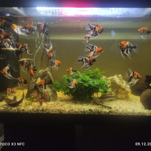 Poissons D'aquarium, Scalaires Koï