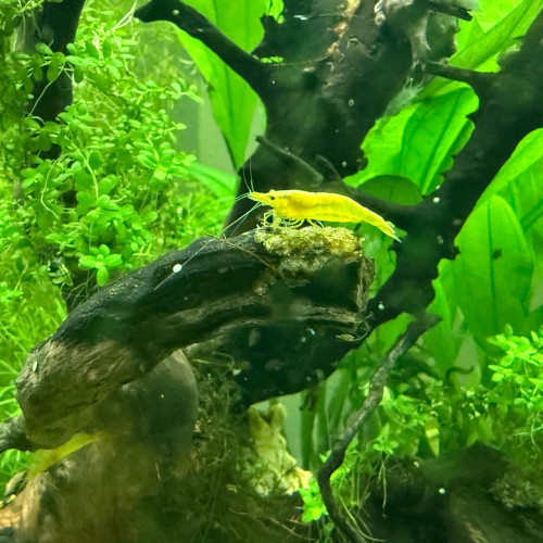 Crevettes Yellow