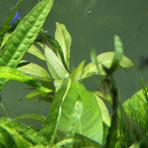 Donne echinodorus bléheri (rejet)