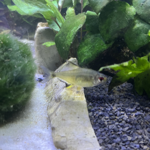 Échange contre crevettes neocaridina red cherry ou microrasbora galaxy