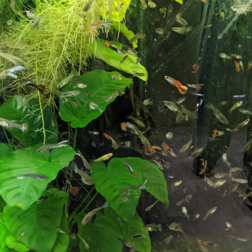 Divers poissons