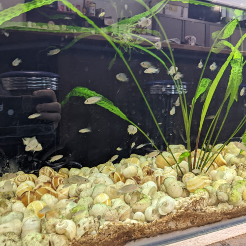 Divers poissons