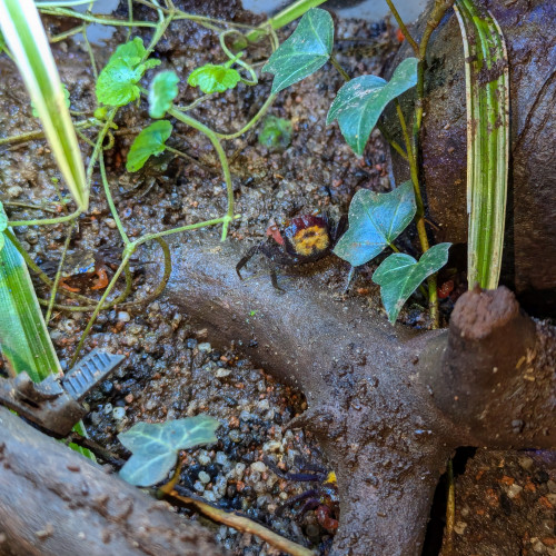 Don de crabe mâle et femelle