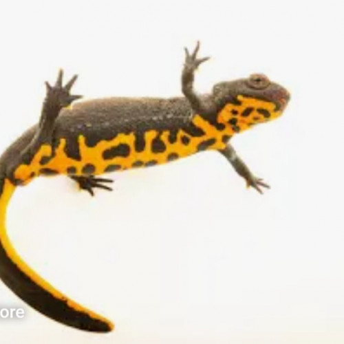 Recherche Cynops Orientalis