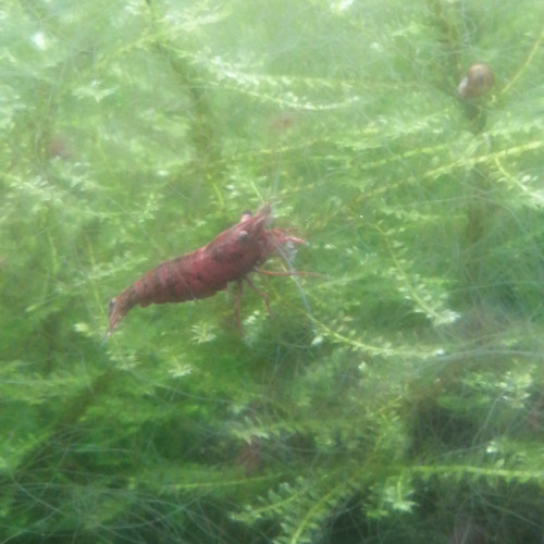 Crevette Red fire