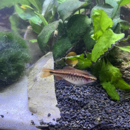 3 barbus cerise