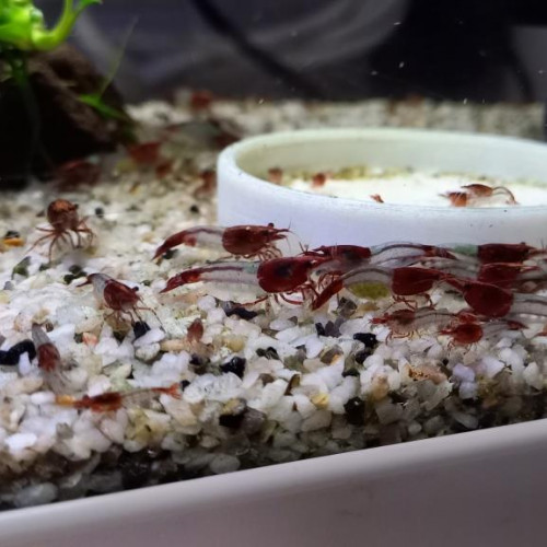 CREVETTES RILI RED