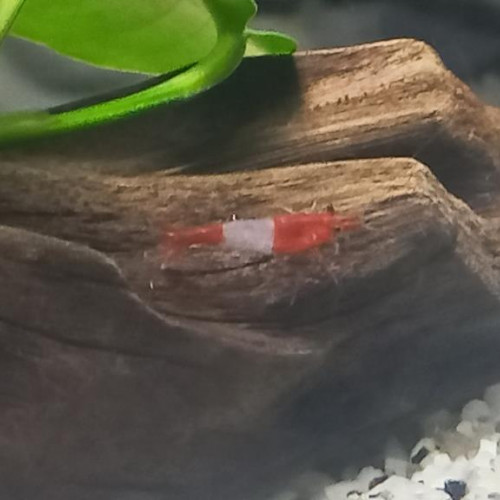 CREVETTES RILI RED