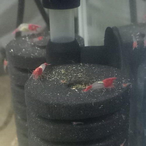 CREVETTES RILI RED