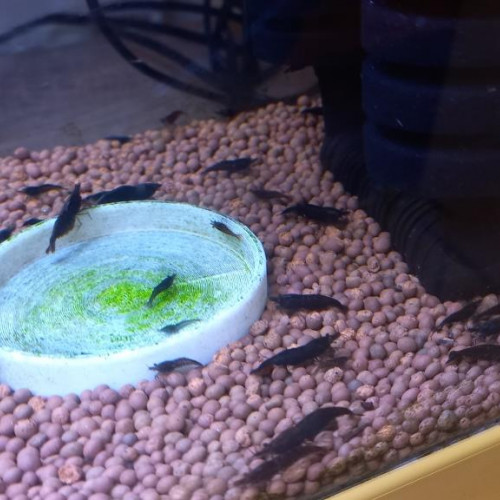 CREVETTES  BLACK SAKURA