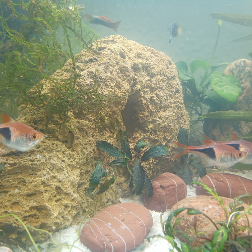 Rasbora Arlequin