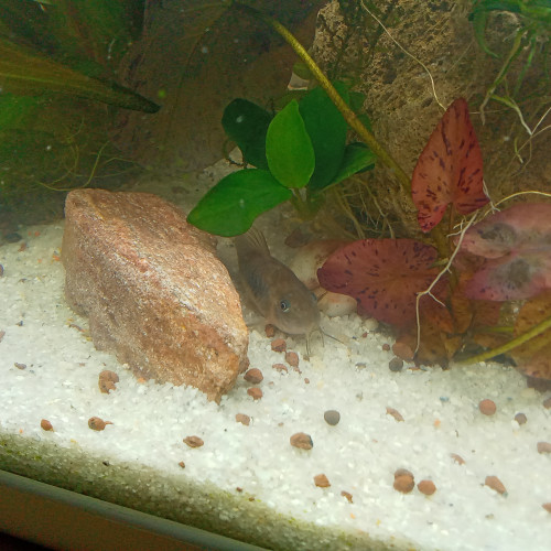 Donne corydoras aeneus