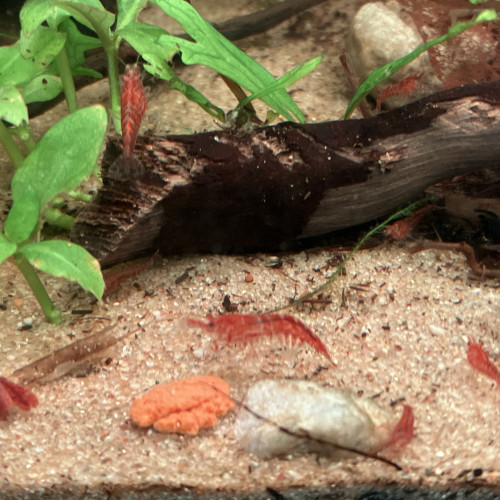 Lot de 5 jeunes crevettes Red Cherry (Neocaridina davidi) – 1,50 €/pièce – Paris
