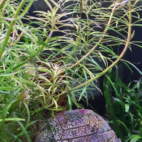 Bébés Poissons platy