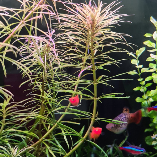 Bébés Poissons platy