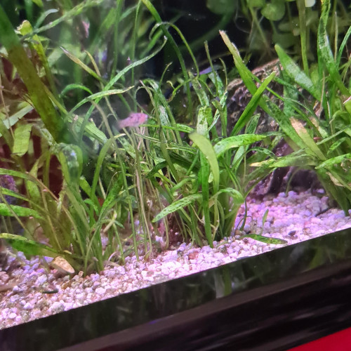 Bébés Poissons platy